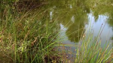 Sonbahar gün., bir ağacın bir göl su üstünde
