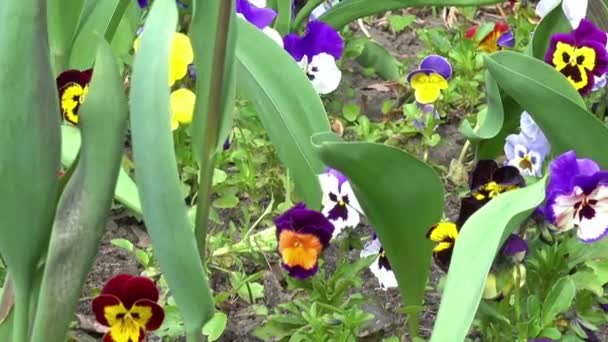 Bewegung über bunte Blumen — Stockvideo