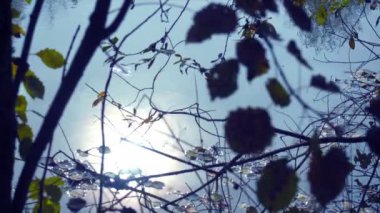 Siluet su arka plan üzerinde bir yaprak