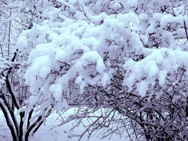 parkta ağaçların kabarık kar kapaklar