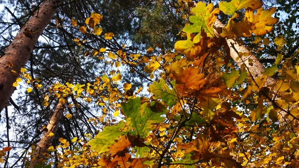 Vista dal basso su pini e querce in autunno — Foto Stock