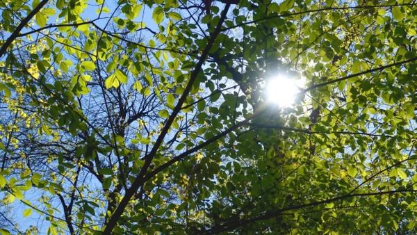 Весеннее солнце светит сквозь листья — стоковое фото