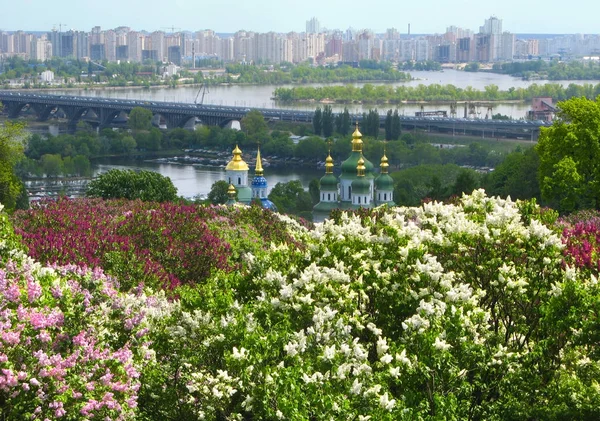 Los árboles que florecen en un día de primavera. Vista de Kiev y el río Dniéper —  Fotos de Stock