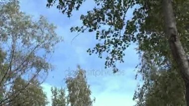 Rüzgarlı yaz günü. Güçlü bir rüzgar ağaçların sallıyor. Düşük açılı