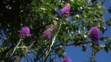 Mor çiçekler ve ağaçlar gökyüzüne karşı. Yaz günü. Düşük açılı 