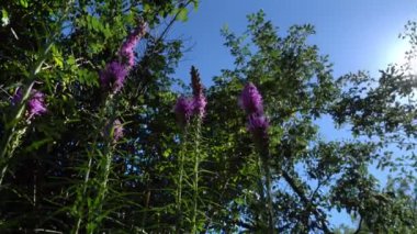 Mor çiçekler ve ağaçlar germek doğru güneş yaprakları bir yaz gününde