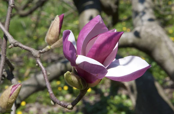 Kwiat Magnolia różowy, wiosna kwitnąć — Zdjęcie stockowe
