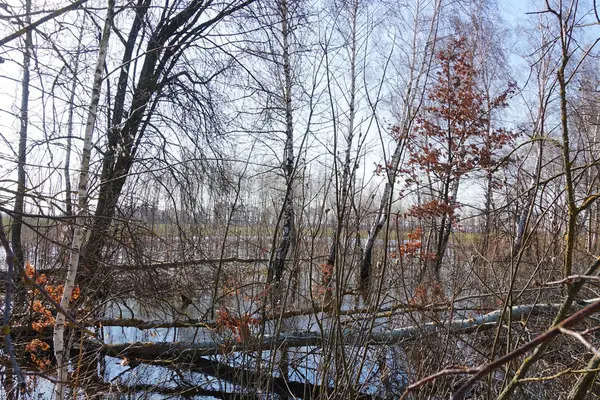 Весенний лес во время высокой воды . — стоковое фото