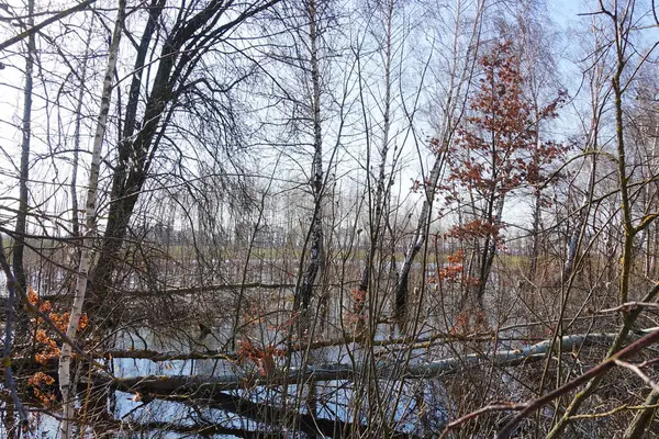 Spring forest during a high water. — Stock Photo, Image