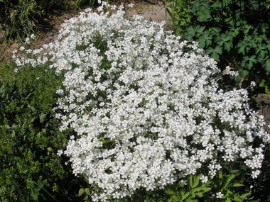 Çim beyaz bahar çiçekleri ile