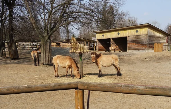 Przewalskis at hayvanat bahçesinde