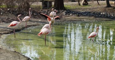 Flamingolar göl hayvanat bahçesinde grup