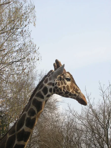 Giraff mot bakgrund av träd — Stockfoto
