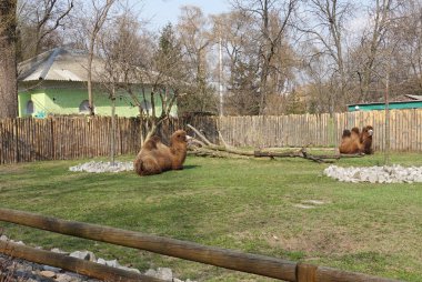 Hayvanat Bahçesi yeşil çim üzerinde iki deve