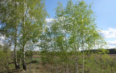 Güneşli bir günde alanının kenarındaki yeşil ağaç bahar