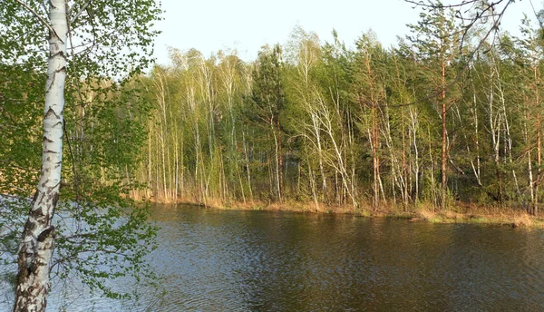 Lente Bos Verlicht Door Zon Rivier Vers Groen Bomen — Stockfoto