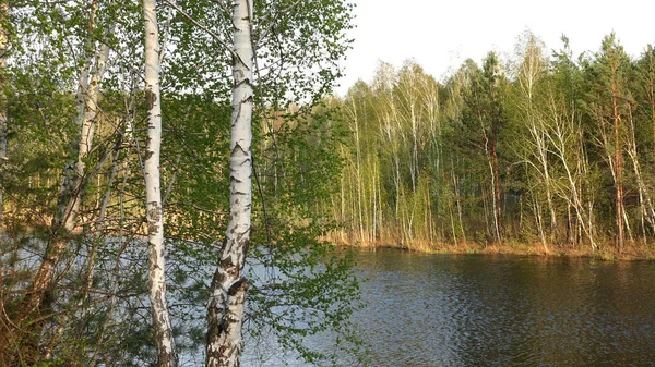 Весенний Пейзаж Лесом Озером Молодые Листья Открываются Деревьях — стоковое фото