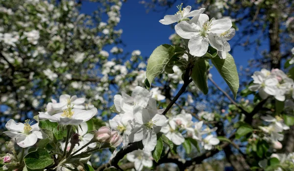 Bloeiende appelbomen op een achtergrond — Stockfoto