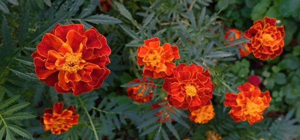 parlak turuncu marigold çiçek