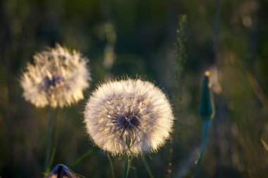 Dandelions bir alanda