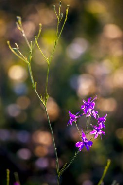 güneş ışığı, kır çiçekleri
