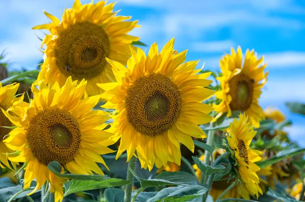 Sunflower (helianthus annuus) Stock Photo