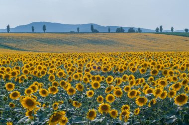 Ayçiçeği (Helianthus annuus)