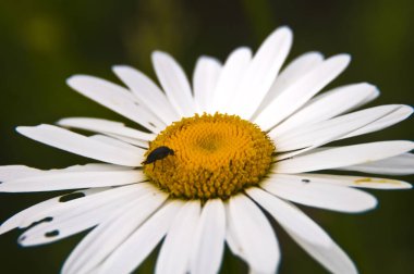 Papatya (Matricaria chamomilla çiçeği)