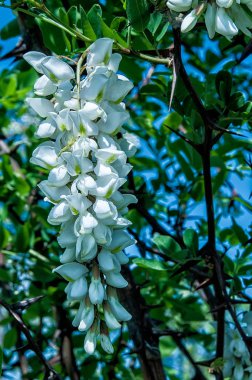 siyah akasya çiçekleri