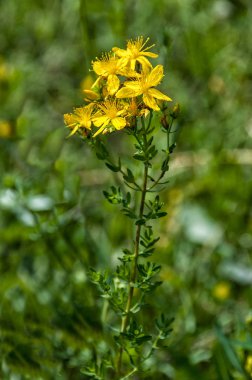 Saint John's wort çiçekler 
