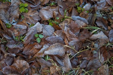 Donmuş bitkiler, doğal kristal bak