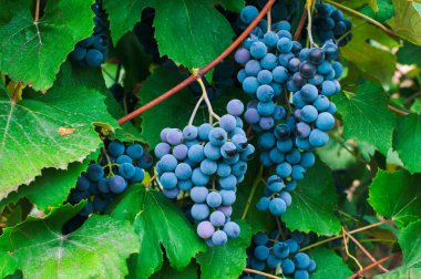 kırmızı şarap üzüm 