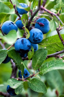 Karaçalı meyve (Prunus spinosa)