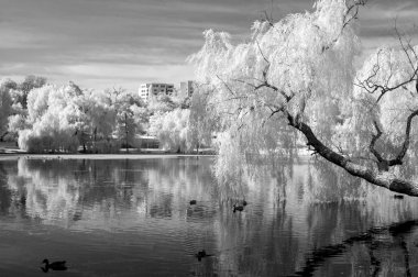 kızılötesi fotoğraf peyzaj