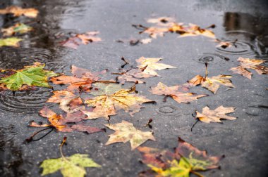 Orman katta taze mantar