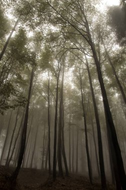 Orman katta taze mantar