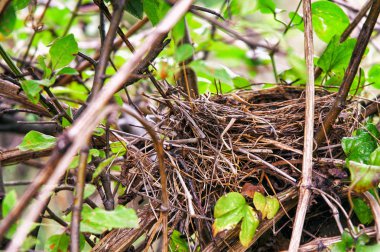 Boş kuşlar yuva ağacında