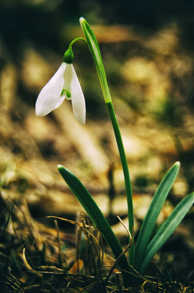 Подснежники (Galanthus nivalis
)
