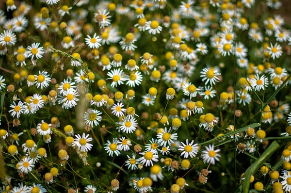 カモミールの花 (マトリカリア カミツレ) — ストック写真