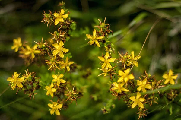 Saint John's wort blommor — Stockfoto