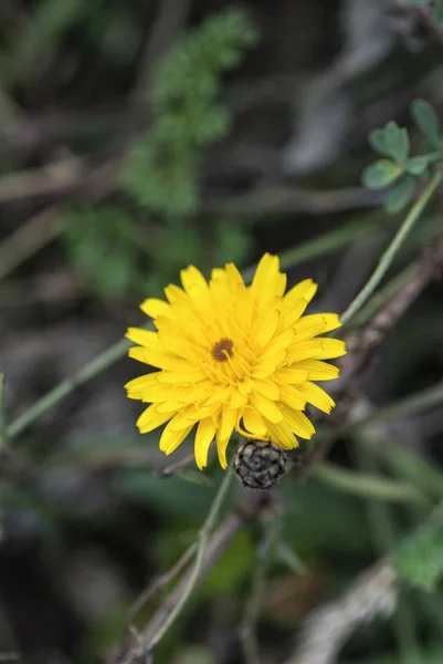 Квітка кульбаби ((офіційна форма) ) — стокове фото