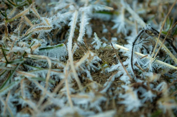Tiefgefrorene Pflanzen im Winter — Stockfoto