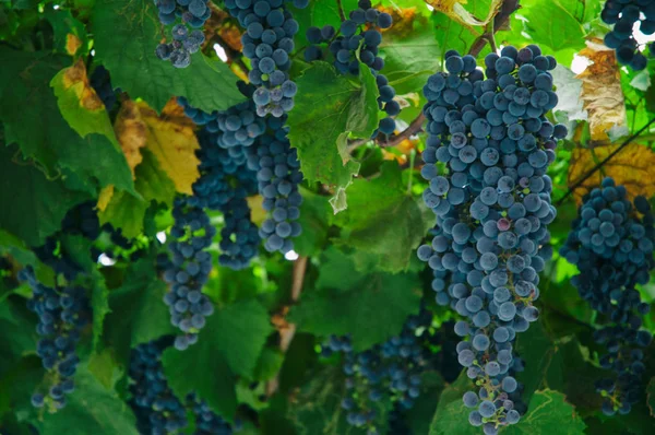 Rode wijn druif — Stockfoto