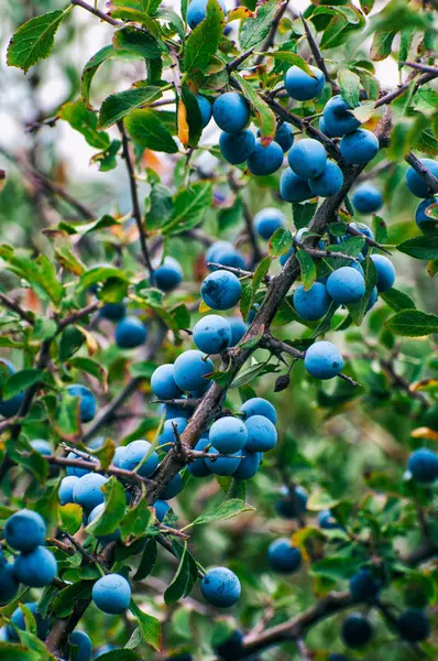 Frutos de espinheiro-preto (Prunus spinosa ) — Fotografia de Stock