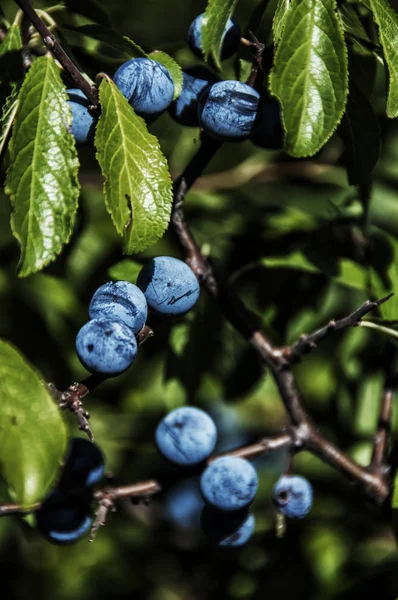 Frutos de espinheiro-preto (Prunus spinosa ) — Fotografia de Stock