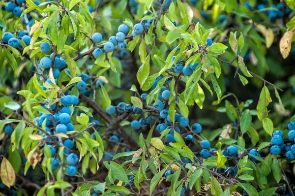 Frutos de espinheiro-preto (Prunus spinosa ) — Fotografia de Stock