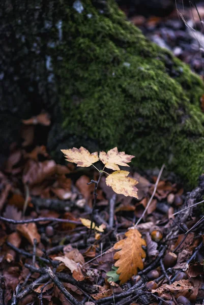 젊은 오크 나무 — 스톡 사진