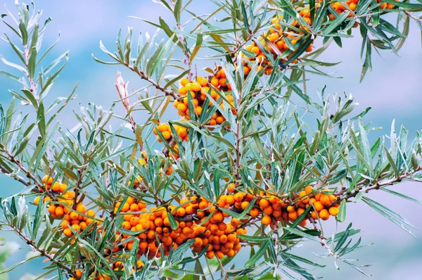 Sea buckthorn berries Stock Picture