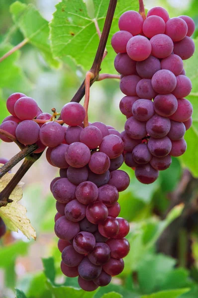 Red wine grapes Royalty Free Stock Images