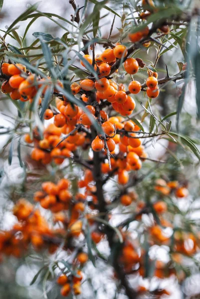 Sea buckthorn berries Royalty Free Stock Images